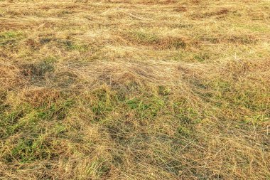 Çayırdaki biçilmiş çimlerin soyut arkaplanı