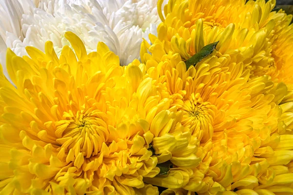 Fondo Floral Crisantemos Amarillo Blanco Cerca — Foto de Stock