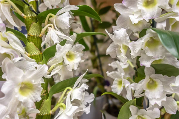 Floral Φόντο Ορχιδέας Dendrobium Ένα Κοντινό Θερμοκήπιο — Φωτογραφία Αρχείου