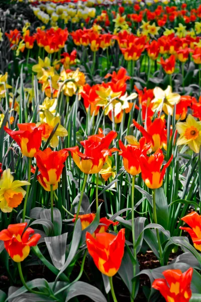 Muitas Tulipas Narcisos Países Bajos — Fotografia de Stock