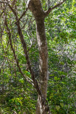 Afrika 'daki doğa ve orman. Güney Afrika, Cape Town 'daki Masa Dağı Ulusal Parkı' nda yürüyüş yolu..