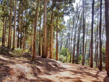 Tablemoutain Ulusal Parkı 'nda yürüyüş yolu, Cape Town, Güney Afrika.