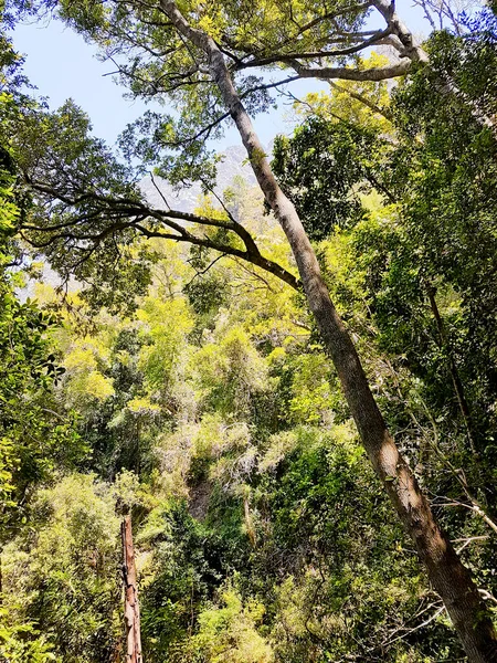 Természet Erdő Afrikában Turista Útvonal Table Mountain Nemzeti Park Fokváros — Stock Fotó