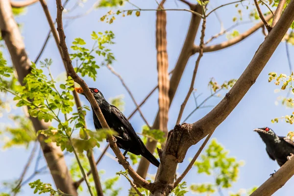 Aziatische Glanzende Spreeuw Vogels Vechten Voor Indiaas Voedsel Samosa Boomtop — Stockfoto