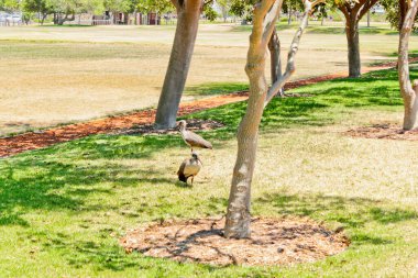 Hadaibis, Güney Afrika Cape Town 'daki Yeşil Nokta Parkı' ndaki kuşlar..