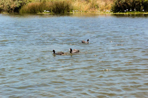 Coot family in the pond. Black bird, water bird. Green Point Park, Cape Town.