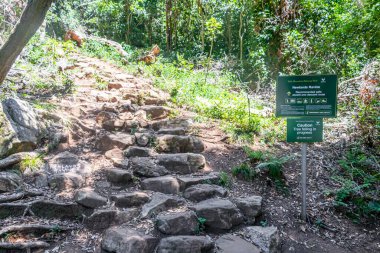Stony Newlands Ravine Güney Afrika, Cape Town 'daki Tablemoutain Ulusal Parkı' nda yürüyüş parkurunda..
