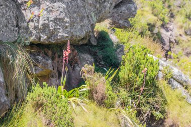 Cape Town, Güney Afrika 'daki Masa Dağı Ulusal Parkı' nda bitki ve çiçekler. Afrika 'nın güneyinden güzel bitkiler.