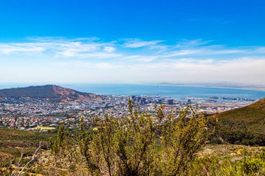 Cape Town, Güney Afrika 'daki Masa Dağı' ndaki çalıların arkasına bakın..