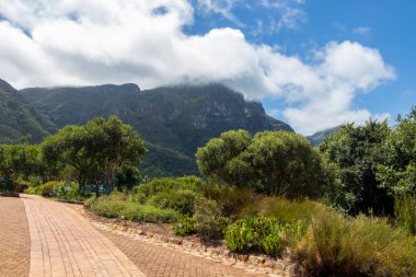 Dağlar ve patikalar Kirstenbosch Ulusal Botanik Bahçesi, Cape Town, Güney Afrika.
