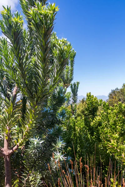 Árbol Plata Leucadendron Argenteum Kirstenbosch National Botanical Garden Panorama Ciudad — Foto de Stock