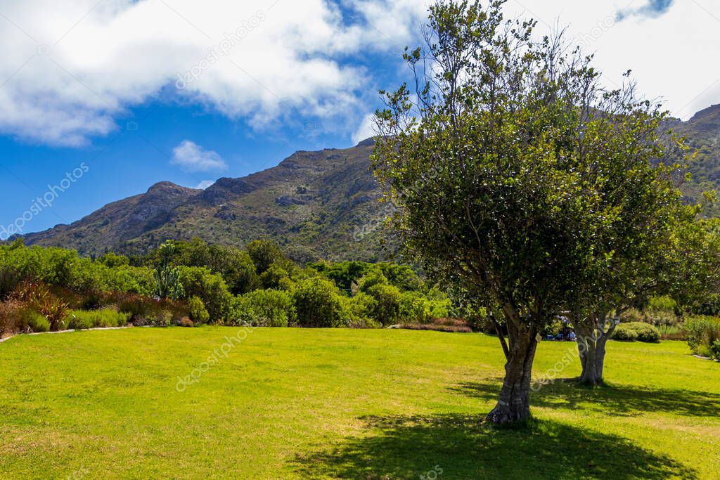 Landscape and Mountains in Kirstenbosch National Botanical Garden panorama, Cape Town, South Africa.