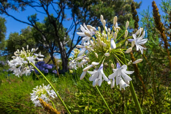 Beyaz Afrikalı Lily Agapanthus Praecox Çiçekleri Kirstenbosch Cape Town — Stok fotoğraf