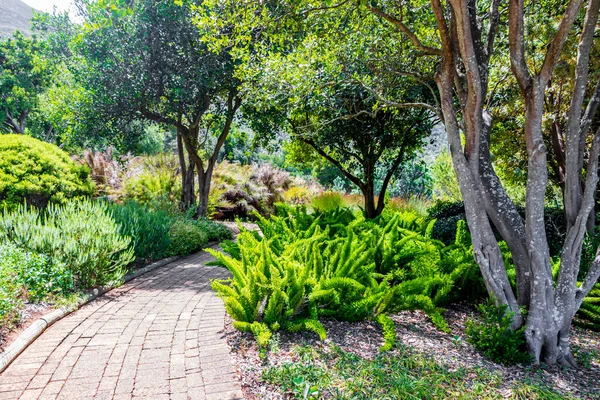 Kirstenbosch Ulusal Botanik Bahçesi 'nde yürüyüş yolu, Cape Town, Güney Afrika.