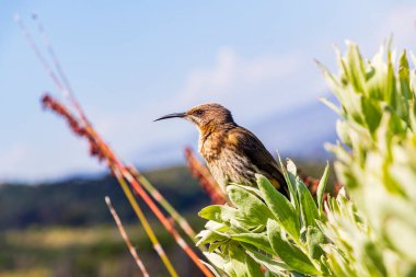 Kirstenbosch Ulusal Botanik Bahçesi, Cape Town, Güney Afrika 'da çiçeklerin üzerinde oturan Cape şekerkuşu.