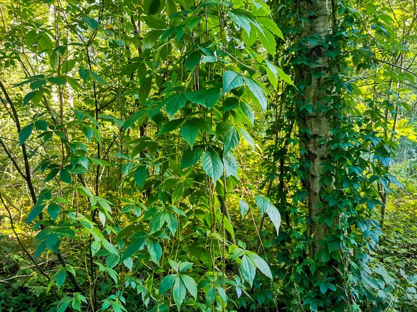 Plantas Escalada Penduradas Árvores Bétula Floresta Leherheide Bremerhaven — Fotografia de Stock