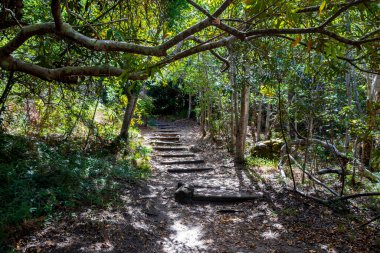 Kirstenbosch Ulusal Botanik Bahçesi, Cape Town, Güney Afrika ormanlarında yürüyüş yolu.