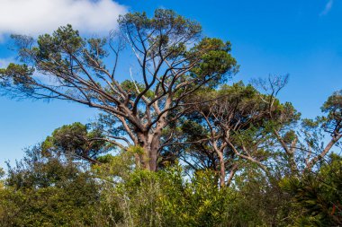 Cape Town 'daki Kirstenbosch Botanik Bahçesinde büyük Güney Afrika ağaçları.