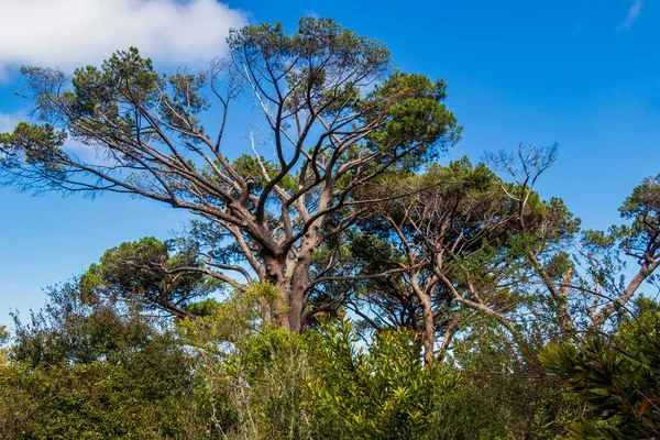 Huge South African trees in the Kirstenbosch Botanical Garden in Cape Town.