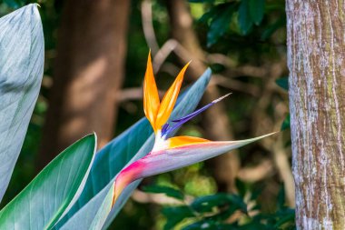 Cennet Kuşu çiçeği Strelitzia Reginae Kirstenbosch, Cape Town 'da çiçek yetiştirir..