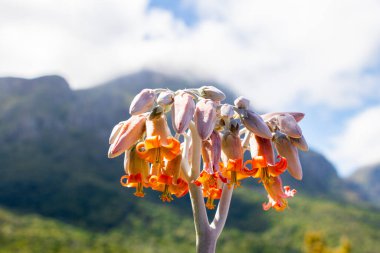 Kirstenbosch, Cape Town, Güney Afrika 'da dağ sıralı turuncu çiçekler..