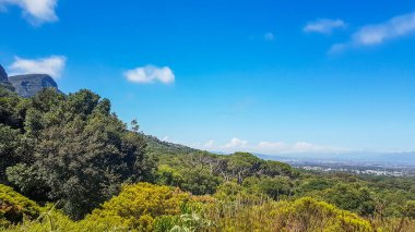 Güney Afrika 'daki Kirstenbosch Ulusal Botanik Bahçesinden Cape Town' un panoramik görüntüsü.