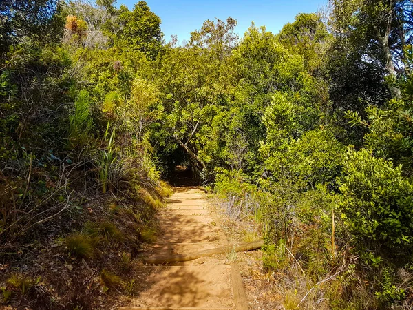 Kirstenbosch Ulusal Botanik Bahçesi, Cape Town, Güney Afrika ormanlarında yürüyüş yolu.