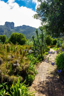 Kirstenbosch Ulusal Botanik Bahçesi 'nde yürüyüş yolu, Cape Town, Güney Afrika.