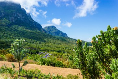 Dağlar ve patikalar Kirstenbosch Ulusal Botanik Bahçesi, Cape Town, Güney Afrika.
