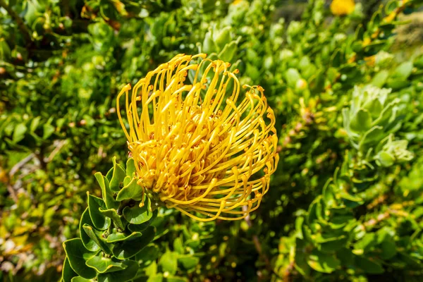 Leucospermum Patersonii Silveredge Pincushion Yellow Fynbos Ciudad Del Cabo — Foto de Stock