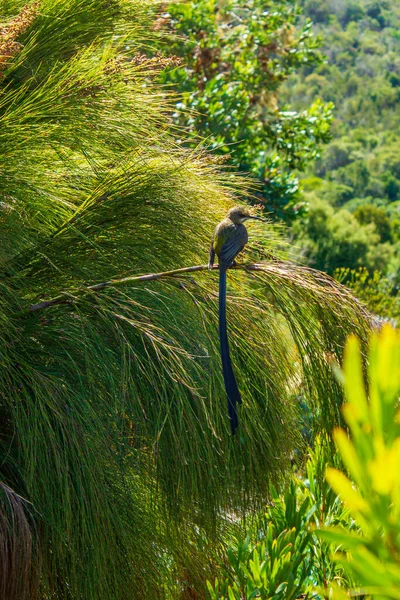 Kaapse Suikervogel Zit Planten Bloemen Lange Staart Kirstenbosch National Botanical — Stockfoto