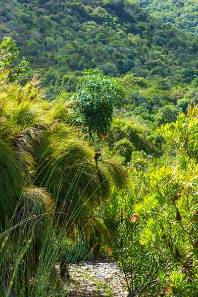 Kaapse Suikervogel Zit Planten Bloemen Lange Staart Kirstenbosch National Botanical — Stockfoto