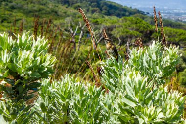 Kirstenbosch Ulusal Botanik Bahçesi, Cape Town, Güney Afrika 'da çiçeklerin üzerinde oturan Cape şekerkuşu.