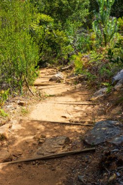 Kirstenbosch Ulusal Botanik Bahçesi, Cape Town, Güney Afrika ormanlarında yürüyüş yolu.