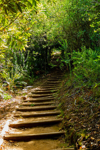 Trail Walking path in the forest of Kirstenbosch National Botanical Garden, Cape Town, South Africa.