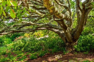 Cape Town 'daki Kirstenbosch Botanik Bahçesinde büyük Güney Afrika ağaçları.