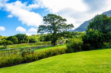 Dağlar ve patikalar Kirstenbosch Ulusal Botanik Bahçesi, Cape Town, Güney Afrika.