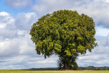 Huge old tree in a field in Tecklenburger Land, North Rhine-Westphalia, Germany. clipart