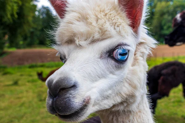 Lustiges Weißes Alpaka Mit Leuchtend Blauen Augen Deutschland — Stockfoto