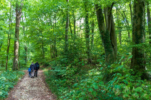 People go on a forest hike in Tecklenburger Land, Nordrhein-Westfalen, Germany.