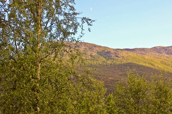 Schöne Norwegische Landschaft Mit Bäumen Tannen Berge Und Felsen Norwegen — Stockfoto