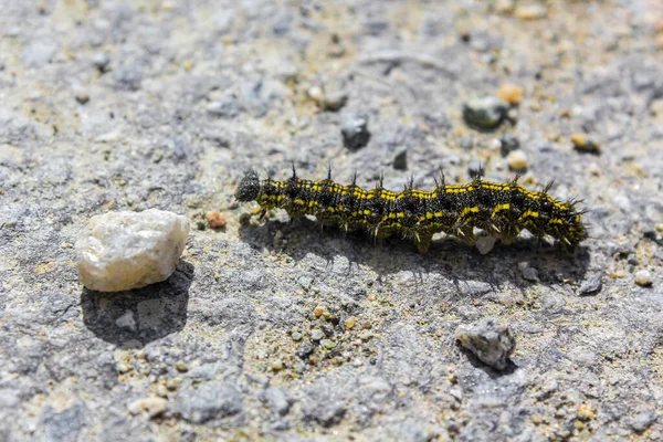 Chenille Poilue Noire Jaune Sur Terrain Pierreux Hemsedal Viken Norvège — Photo