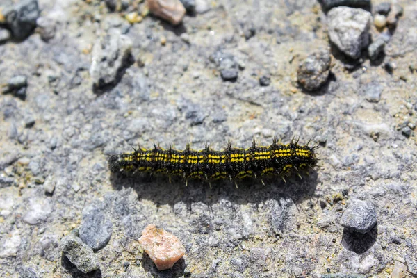 Black Yellow Hairy Caterpillar Stony Ground Hemsedal Viken Norway — Stock Photo, Image