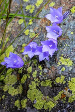 Çan Çiçeği Campanula cespitosa Hemsedal, Viken, Norveç 'te yaz çayırı.