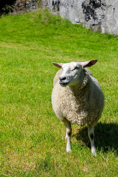 Moutons Laineux Blancs Dans Pré Hemsedal Viken Norvège — Photo