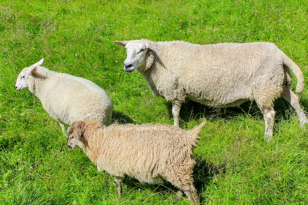 挪威维肯省赫赛达尔的草地上奔跑着白毛羊 — 图库照片