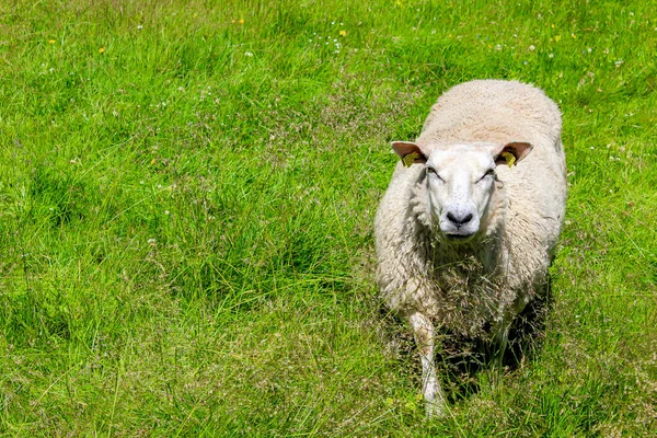 挪威维肯 赫赛达尔 白色毛羊在草地上奔跑 — 图库照片