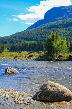 Hemsedal, Viken, Buskerud, Norveç 'te Dağ Panorama' sı olan güzel nehir Hemsila akışı.