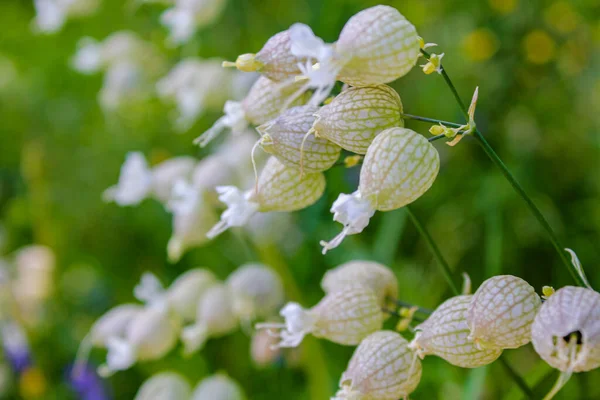 Hemsedal Norveç Teki Çiçek Çayırında Şişirilmiş Kedi Sineği Silene Vulgaris — Stok fotoğraf