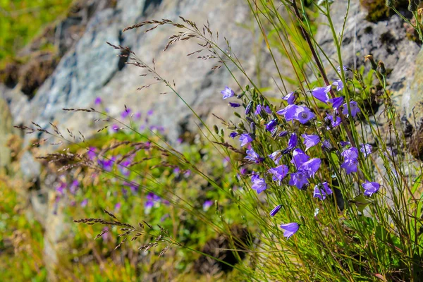 Lawn Bellflower Campanula Cespitosa Summer Meadow Hemsedal Viken Norway — Stock Photo, Image